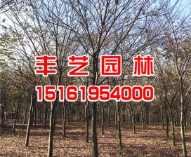 櫸樹價格